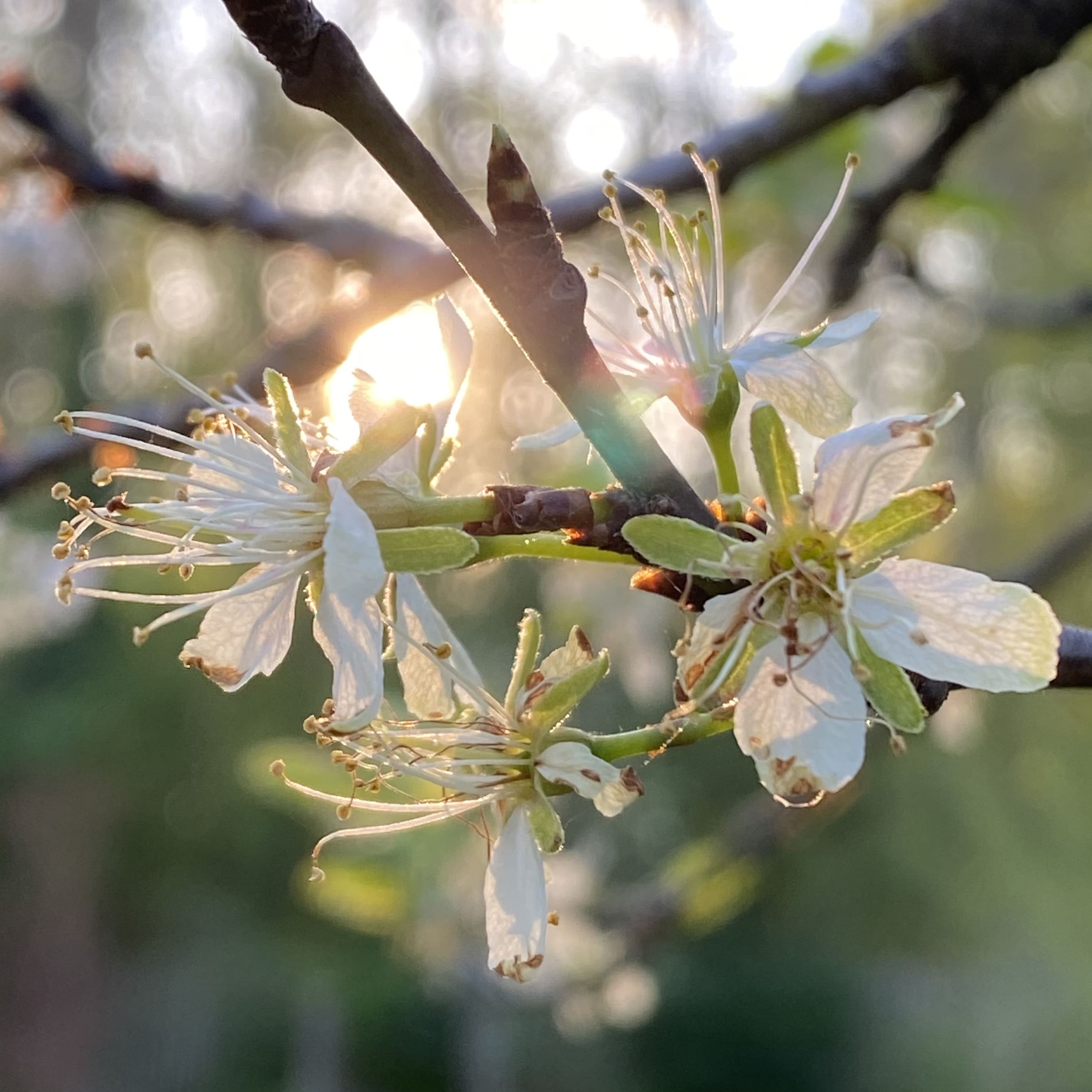 Fleurs blanches au soleil dans la nature, près de Paris