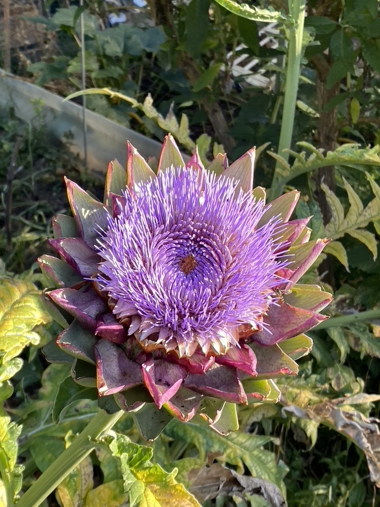 Fleur du potager dans l’éco-lieu Osélience, symbole de nature et de biodiversité